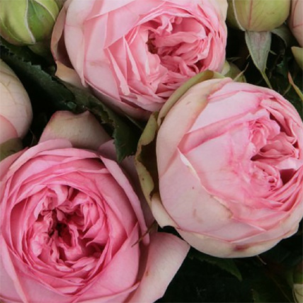 Букет из нежно-розовых пионовидных роз «Bridal piano»