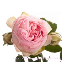 Букет из нежно-розовых пионовидных роз «Bridal piano»