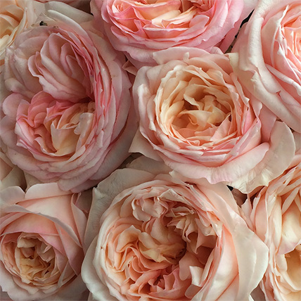Букет из персиковых пионовидных роз «Angie romantica »
