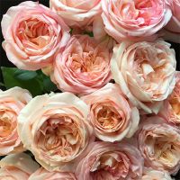 Букет из персиковых пионовидных роз «Angie romantica »