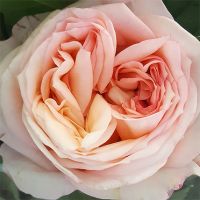 Букет из персиковых пионовидных роз «Angie romantica »