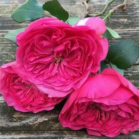 Букет из розовых пионовидных роз «Baronesse»