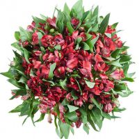 Букет с красной альстромерией «Мильфей»