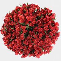 Букет с красной альстромерией «Тайна Атлантиды»