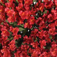 Букет с красной альстромерией «Тайна Атлантиды»