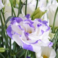 Букет с эустомами «Полярный»