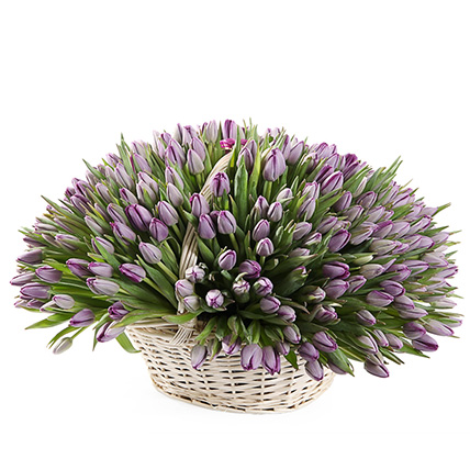 201 фиолетовый тюльпан в корзине 