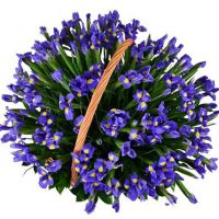 Корзина с 51 ирисом 