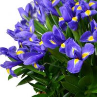 Корзина с 51 ирисом 