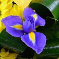 Композиция с ирисами и лилиями «Фея»