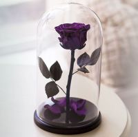 Вечная роза в стеклянной колбе фиолетовая