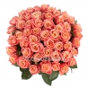 51 коралловая роза «Мисс Пигги»