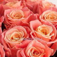 51 коралловая роза «Мисс Пигги»