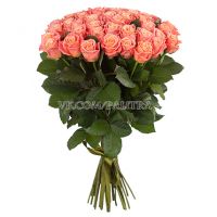 51 коралловая роза «Мисс Пигги»