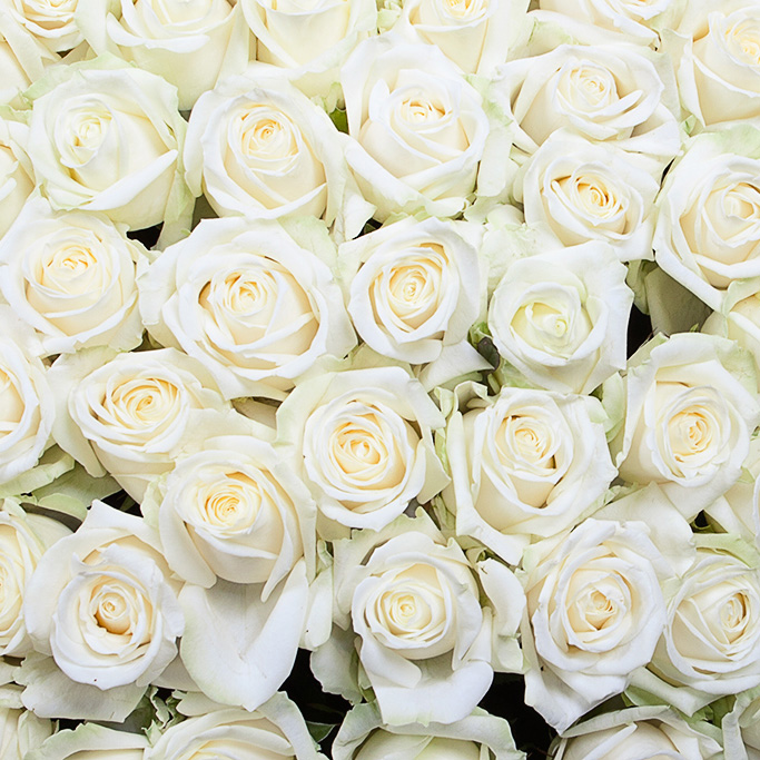 501 белая роза в корзине
