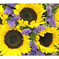 «Солнце в париже»