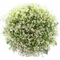 «Веселый день»