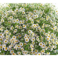 «Веселый день»