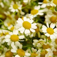 «Ромашковое поле»