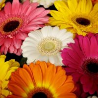 «Конфетти»