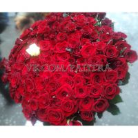 101 роза красная