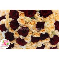 101 роза: бежевая + красная