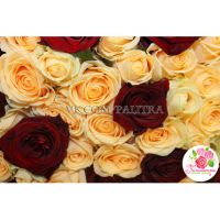 101 роза: бежевая + красная