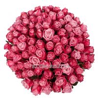 101 розовая роза «Дип Вотер»