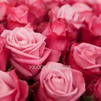 101 розовая роза «Дип Вотер»