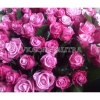 101 розовая роза «Дип Вотер»