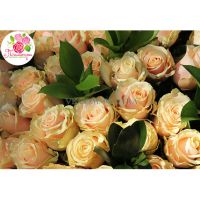 101 кремовая роза «Талея»