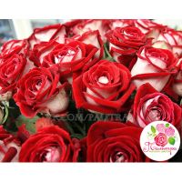 101 роза «Люксор»