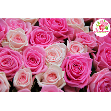 101 роза: розовая + нежно-розовая