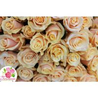 101 кремовая роза  «Талея»