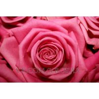 101 розовая роза «Аква» 