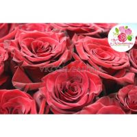 51 бордовая роза  «Гран-при»