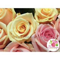 51 роза: кремовая +  нежно-розовая