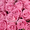 51 розовая роза «Аква»