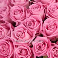 51 розовая роза «Аква»