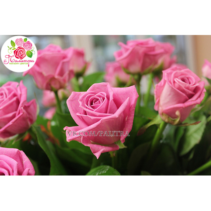 51 розовая роза «Аква»