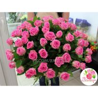51 розовая роза «Аква»