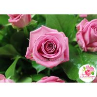 51 розовая роза  «Аква»