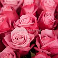 51 розовая роза «Дип Вотер»