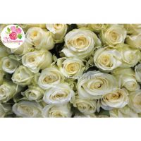 201 белая роза