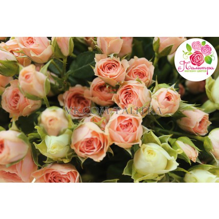 51 кустовая роза: розовая + белая