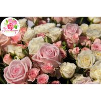 51 роза: нежно-розовая + кустовые микс