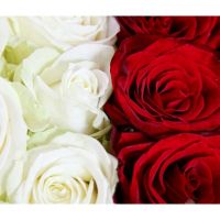 101 роза: красная + белая
