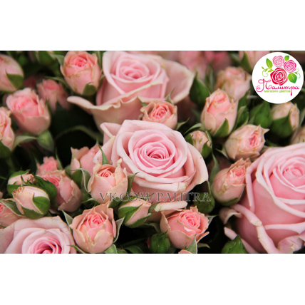 201 роза: нежно-розовая + кустовые розы