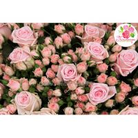 201 роза: нежно-розовая + кустовые розы