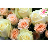 51 роза: белая + кустовая кремовая